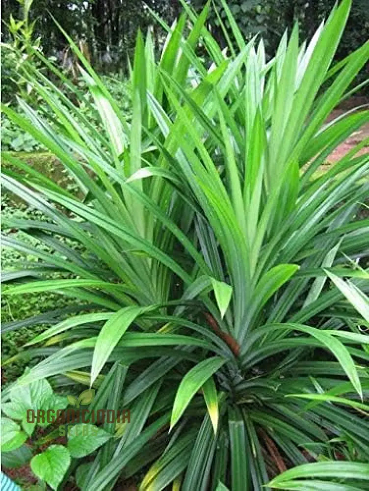 Fresh Pandan Seeds 50Pcs Pandanus Amaryllifolius From Vietnam For Culinary Use