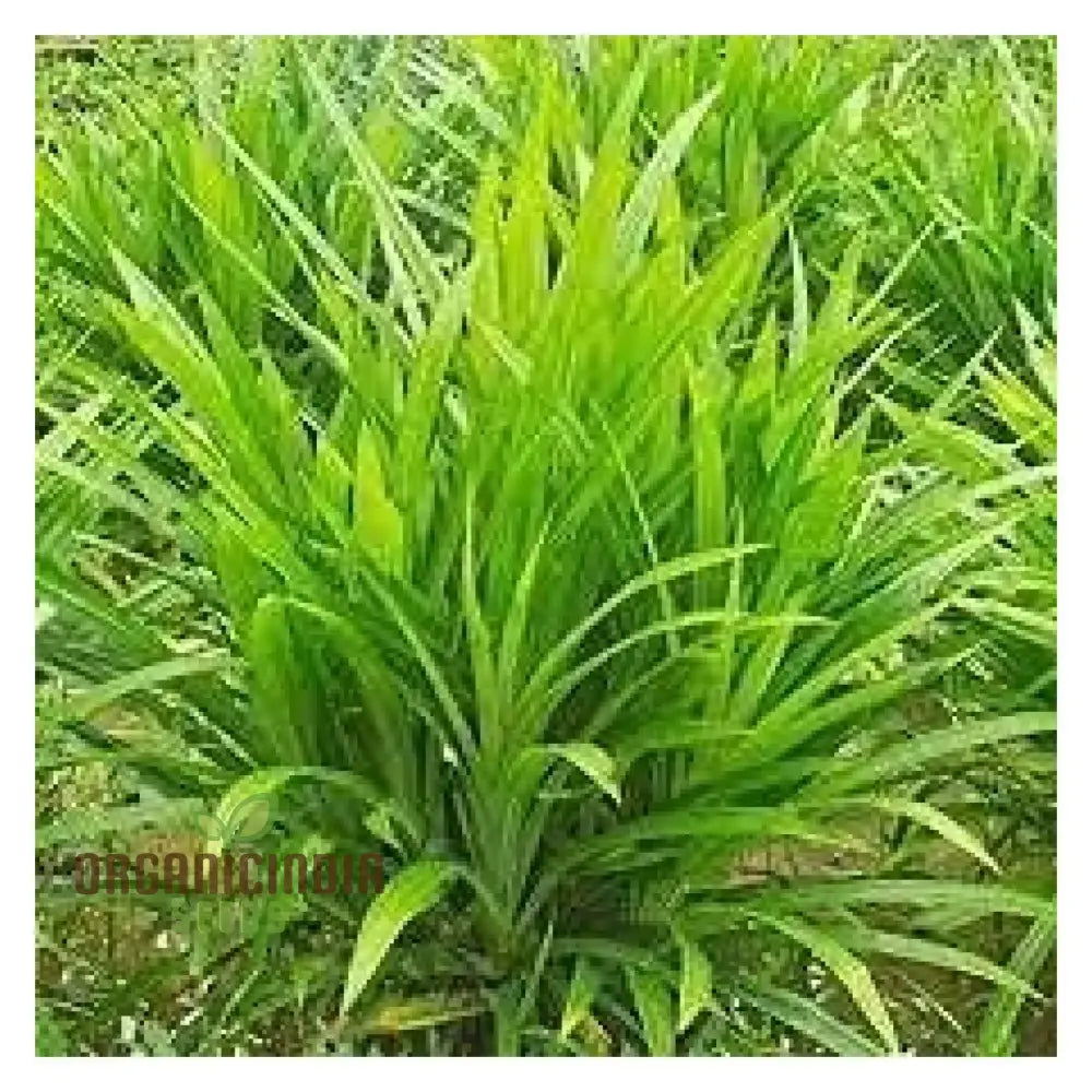 Fresh Pandan Seeds 50Pcs Pandanus Amaryllifolius From Vietnam For Culinary Use