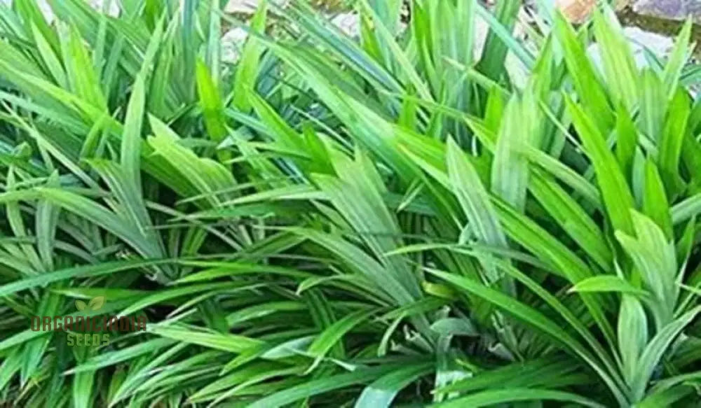 Fresh Pandan Seeds 50Pcs Pandanus Amaryllifolius From Vietnam For Culinary Use