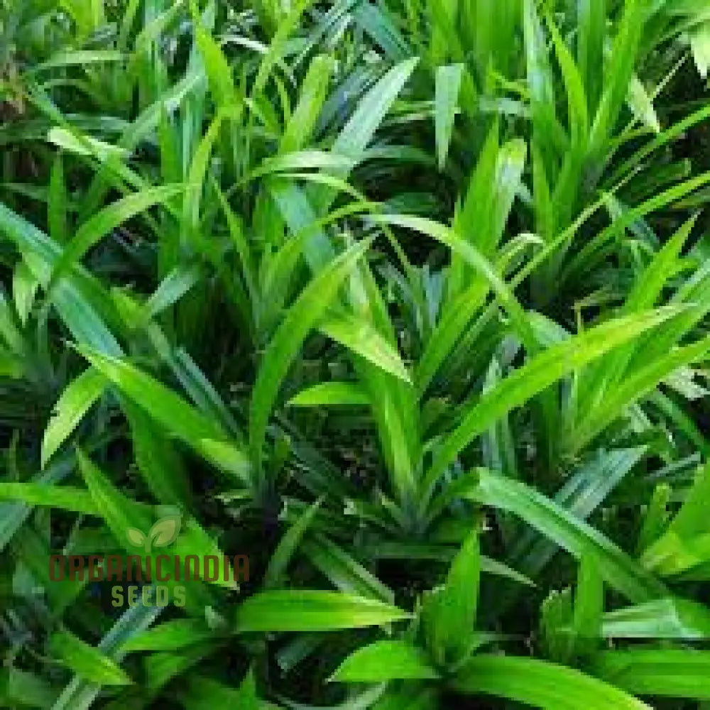 Fresh Pandan Seeds 50Pcs Pandanus Amaryllifolius From Vietnam For Culinary Use