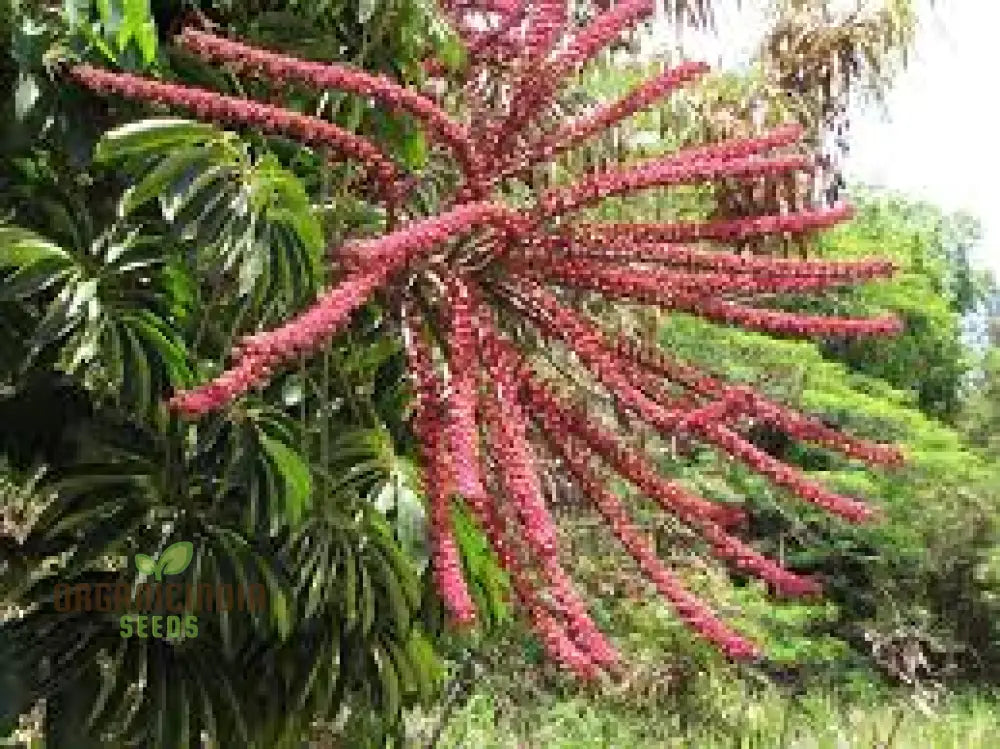 Fresh Pink Octopus Tree Seeds Generic 100Pcs For Planting