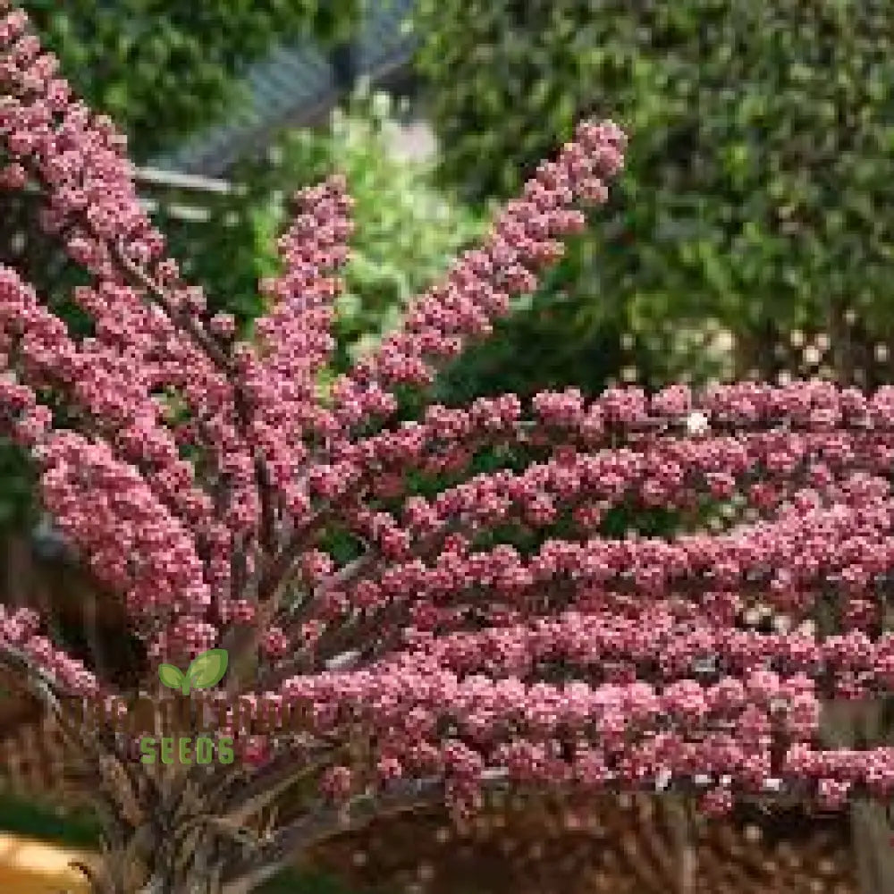 Fresh Pink Octopus Tree Seeds Generic 100Pcs For Planting