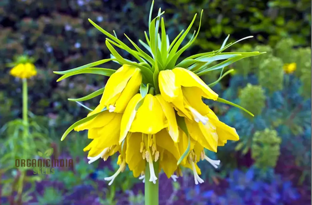 Fritillaria Imperialis Lutea Flower Seeds For Planting Elegant Yellow Crown Imperial Flowers For A