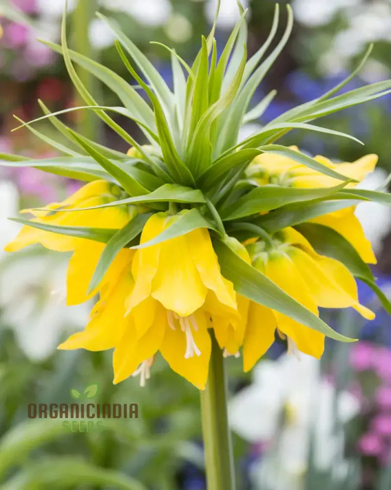 Fritillaria Imperialis Lutea Flower Seeds For Planting Elegant Yellow Crown Imperial Flowers For A