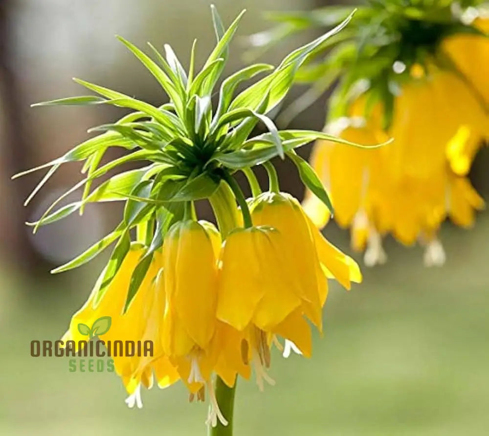 Fritillaria Imperialis Lutea Flower Seeds For Planting Elegant Yellow Crown Imperial Flowers For A