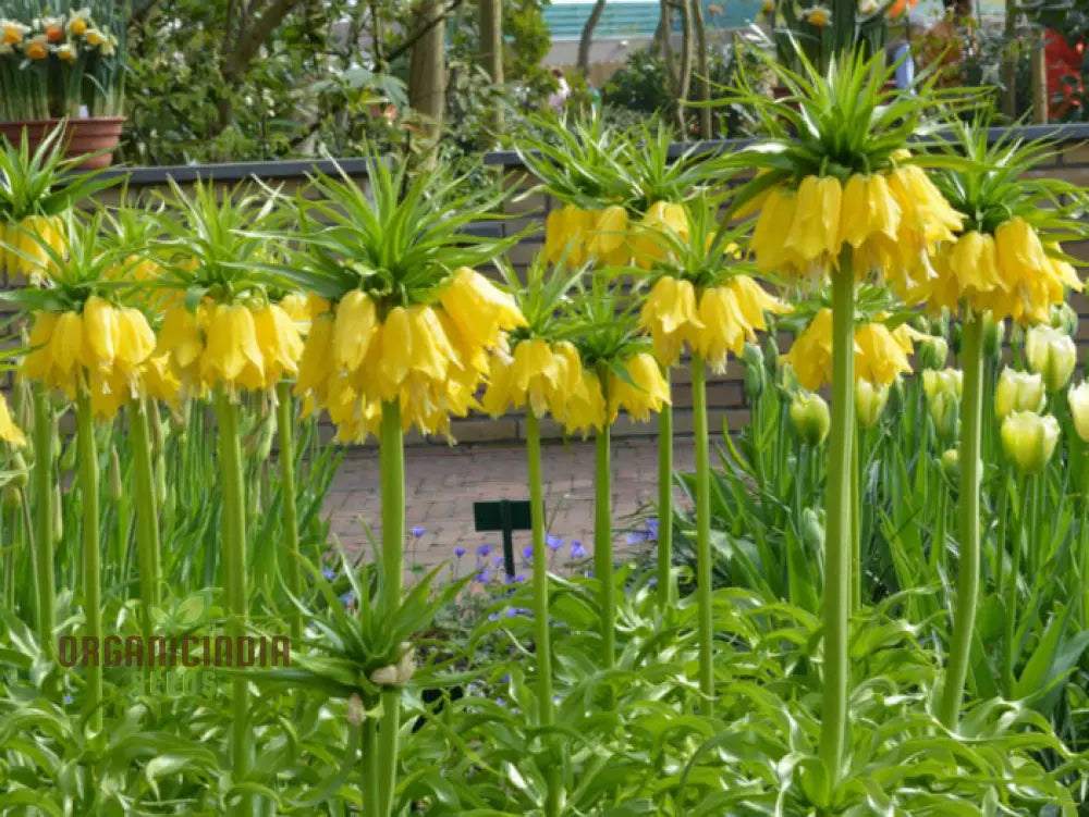 Fritillaria Imperialis Lutea Flower Seeds For Planting Elegant Yellow Crown Imperial Flowers For A