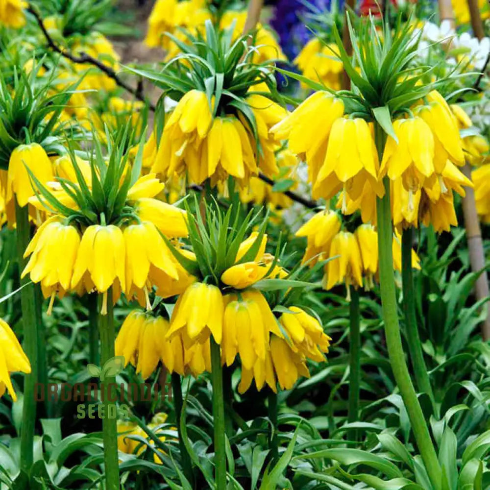 Fritillaria Imperialis Lutea Flower Seeds For Planting Elegant Yellow Crown Imperial Flowers For A