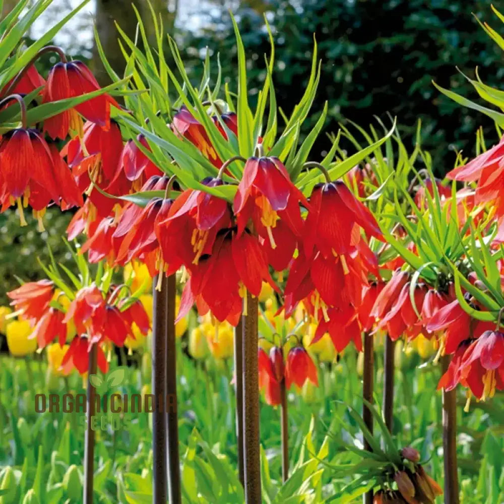 Fritillaria Imperialis Rubra Flower Seeds For Planting Majestic Red Crown Imperial Flowers For A