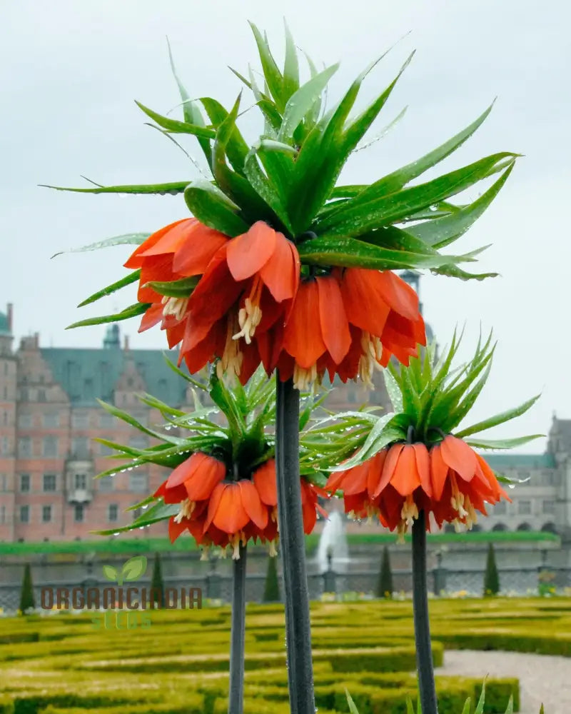 Fritillaria Imperialis Rubra Flower Seeds For Planting Majestic Red Crown Imperial Flowers For A