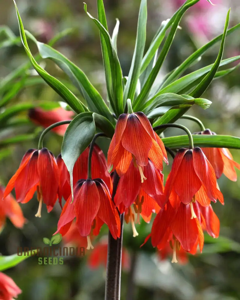 Fritillaria Imperialis Rubra Flower Seeds For Planting Majestic Red Crown Imperial Flowers For A