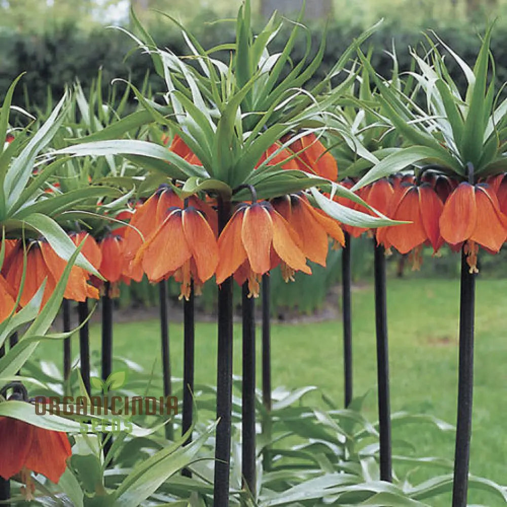 Fritillaria Imperialis Rubra Flower Seeds For Planting Majestic Red Crown Imperial Flowers For A