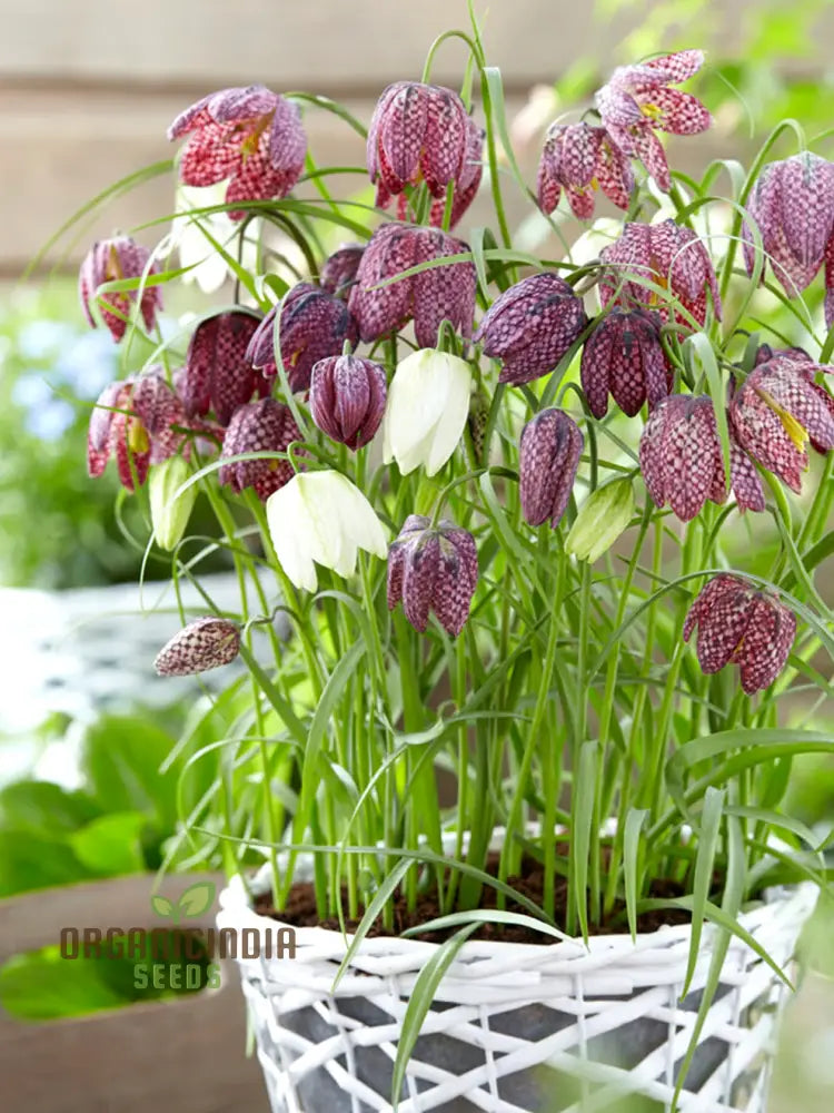 Fritillaria Meleagris Mixed Seeds - Planting Delight For Your Garden