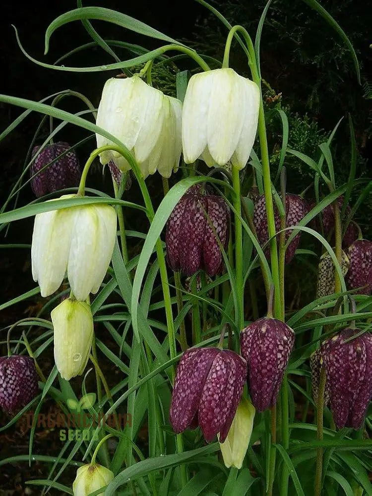 Fritillaria Meleagris Mixed Seeds - Planting Delight For Your Garden