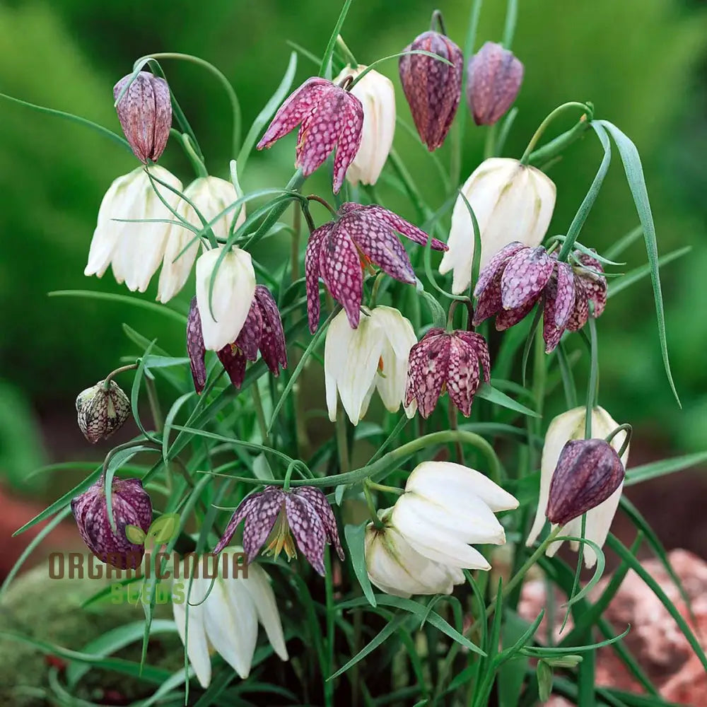 Fritillaria Meleagris Mixed Seeds - Planting Delight For Your Garden