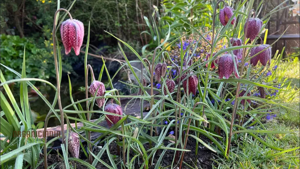 Fritillaria Meleagris Seeds - Exquisite Checkered Lily For Planting In Gardens And Naturalizing