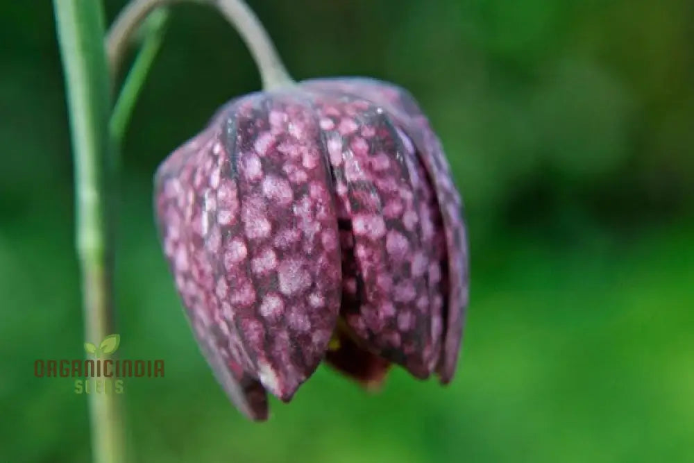 Fritillaria Meleagris Seeds - Exquisite Checkered Lily For Planting In Gardens And Naturalizing