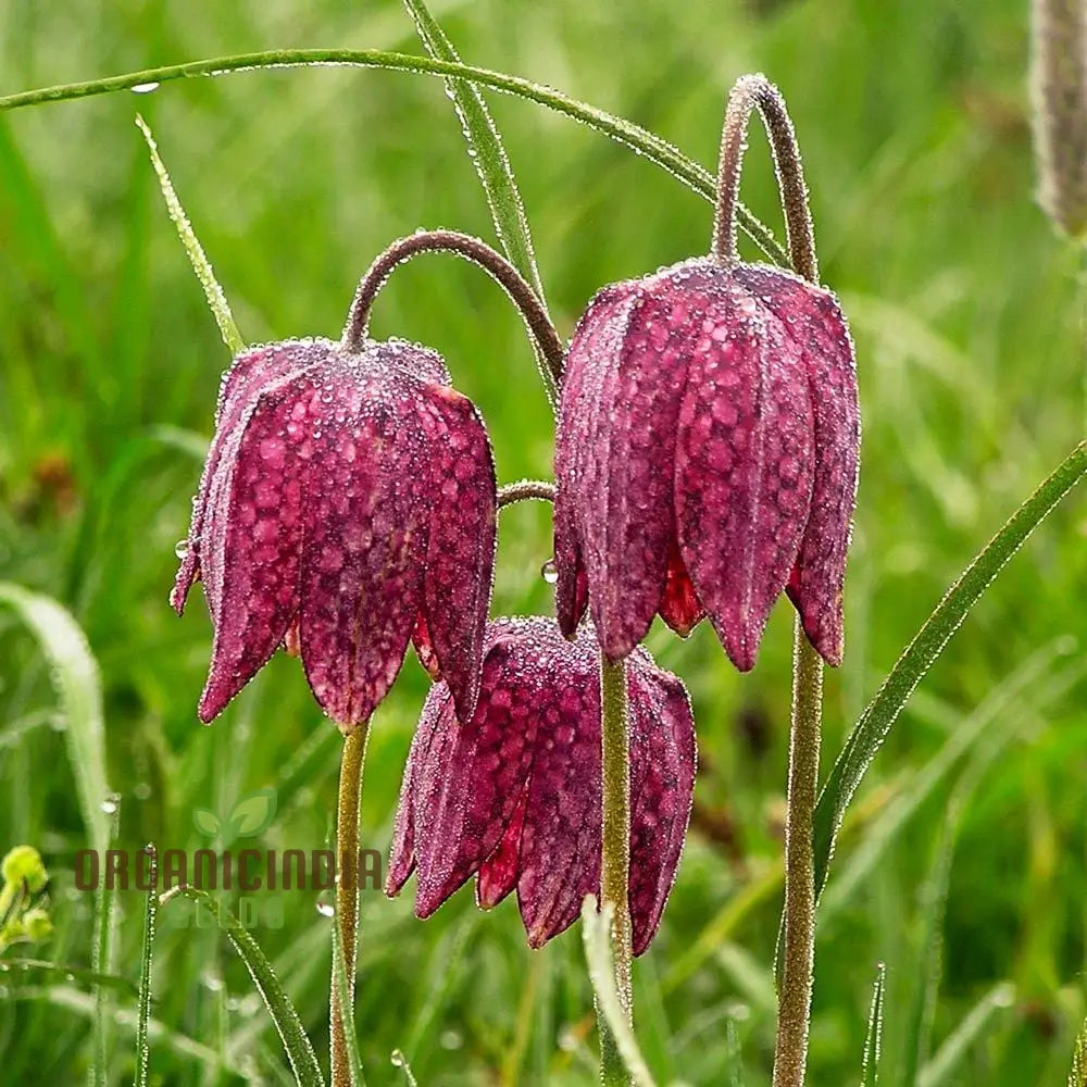 Fritillaria Meleagris Seeds - Exquisite Checkered Lily For Planting In Gardens And Naturalizing