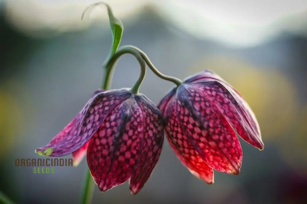 Fritillaria Meleagris Seeds - Exquisite Checkered Lily For Planting In Gardens And Naturalizing