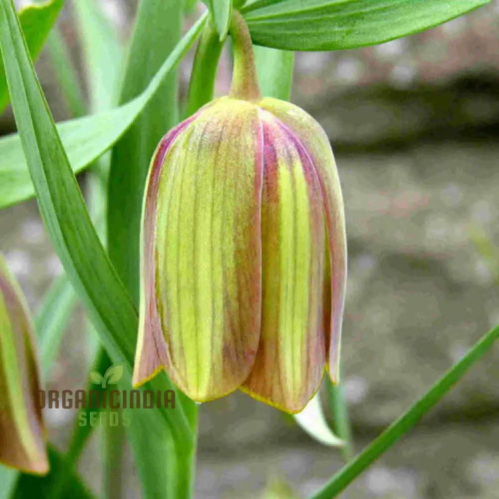 Fritillaria Pontica Seeds - Planting Perfection For Your Garden