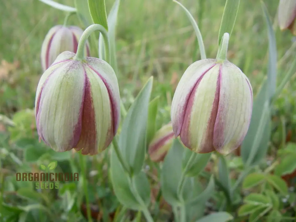 Fritillaria Pontica Seeds - Planting Perfection For Your Garden