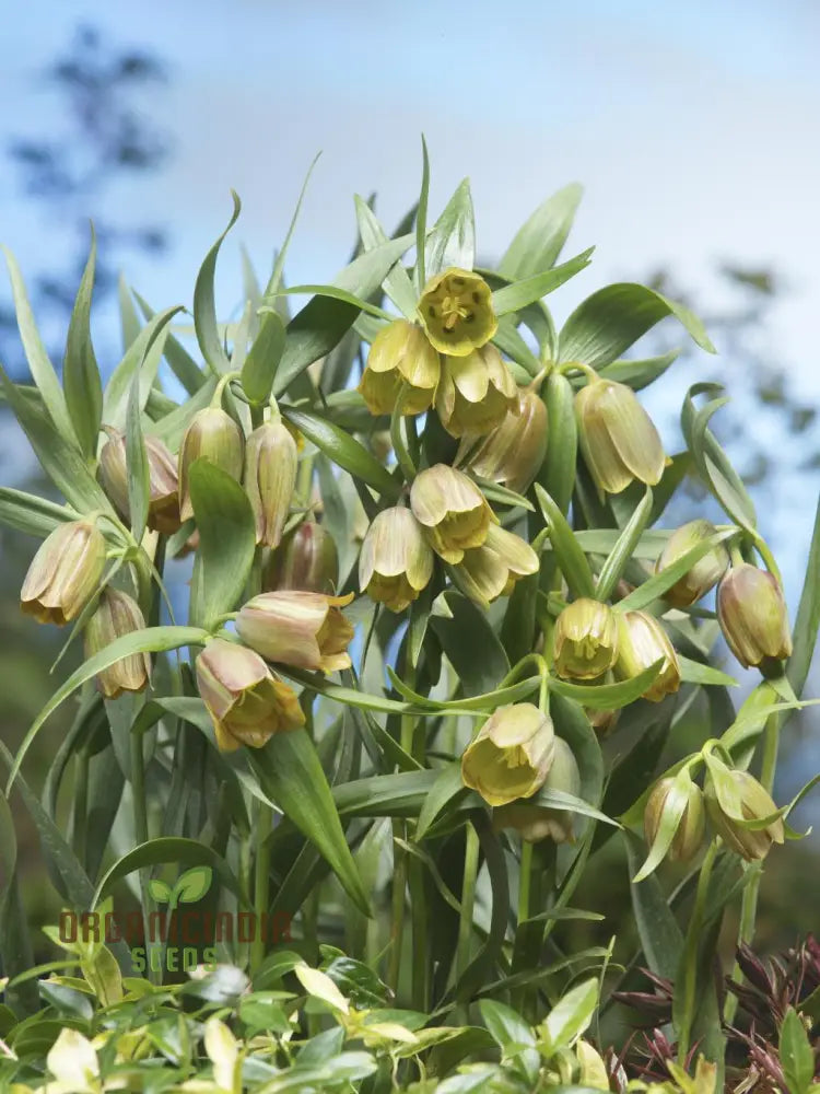 Fritillaria Pontica Seeds - Planting Perfection For Your Garden