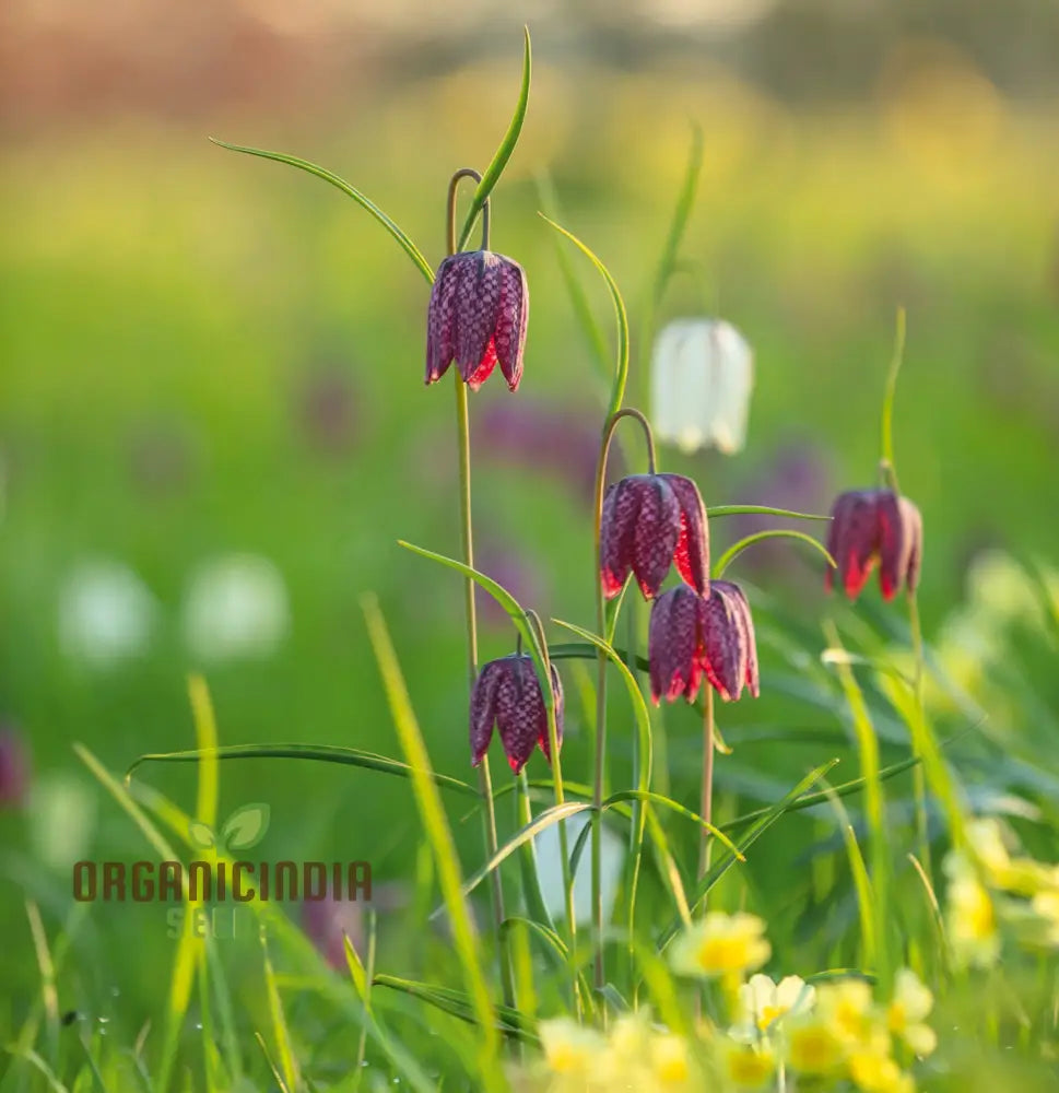 Fritillary Flower Seeds For Planting: A Comprehensive Guide To Cultivating Stunning