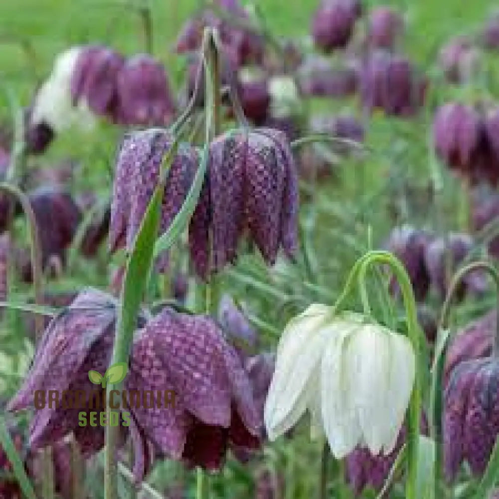 Fritillary Flower Seeds For Planting: A Comprehensive Guide To Cultivating Stunning