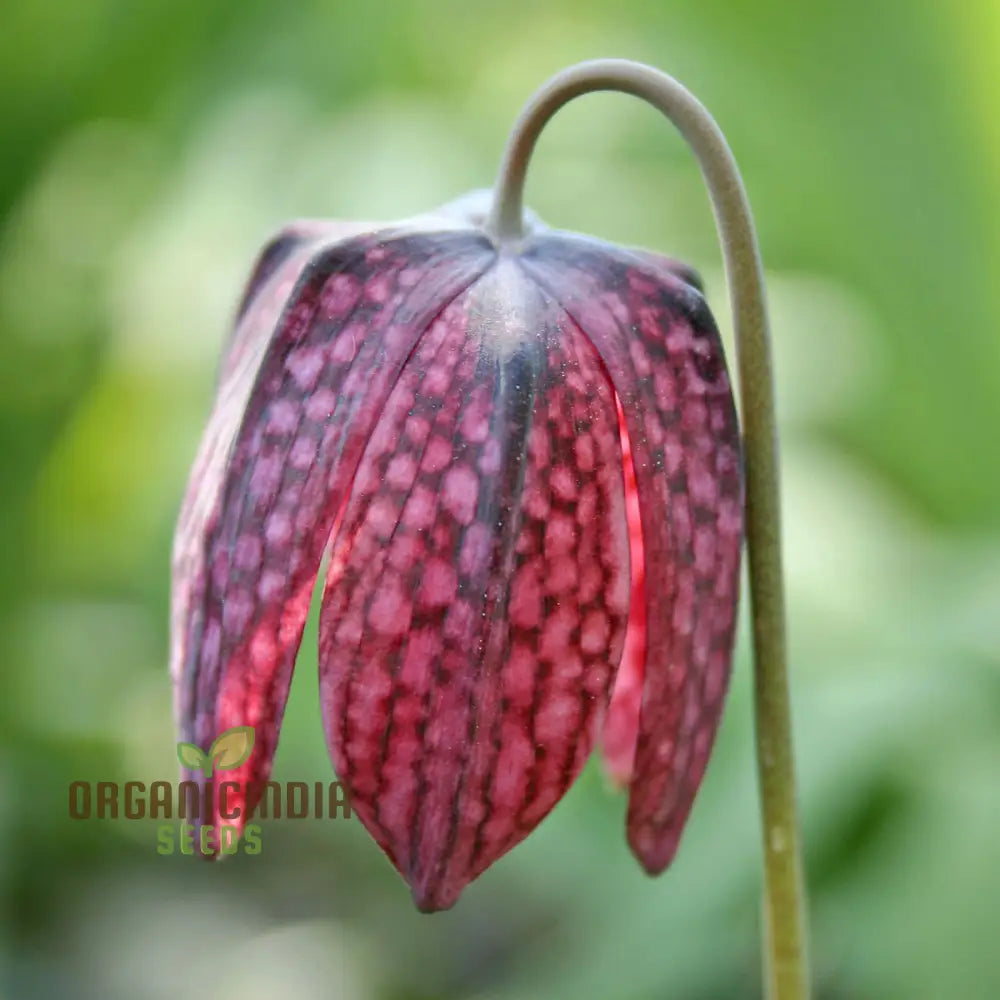 Fritillary Flower Seeds For Planting: A Comprehensive Guide To Cultivating Stunning