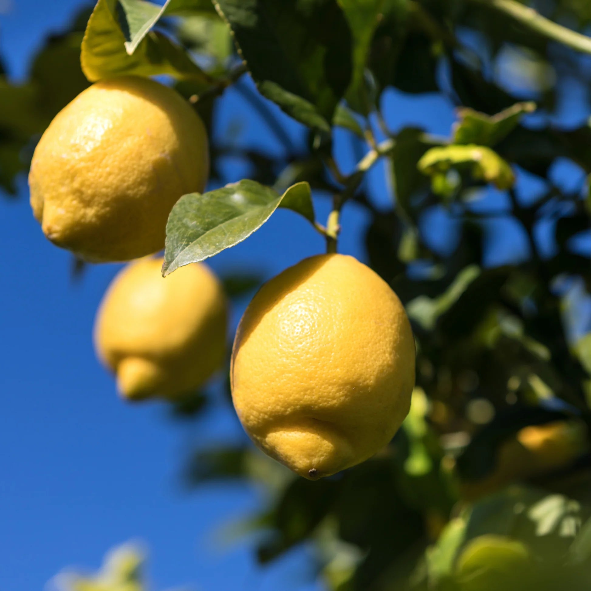 Femminello Lemon Seeds for Planting – Grow Classic Italian Citrus at Home