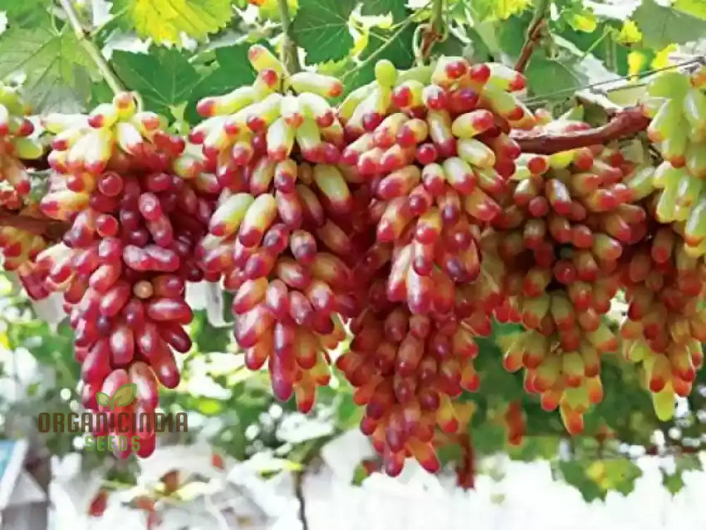 Fruitful Fingers And Flourishing Gardens With Manicure Finger Grape Seeds For Planting