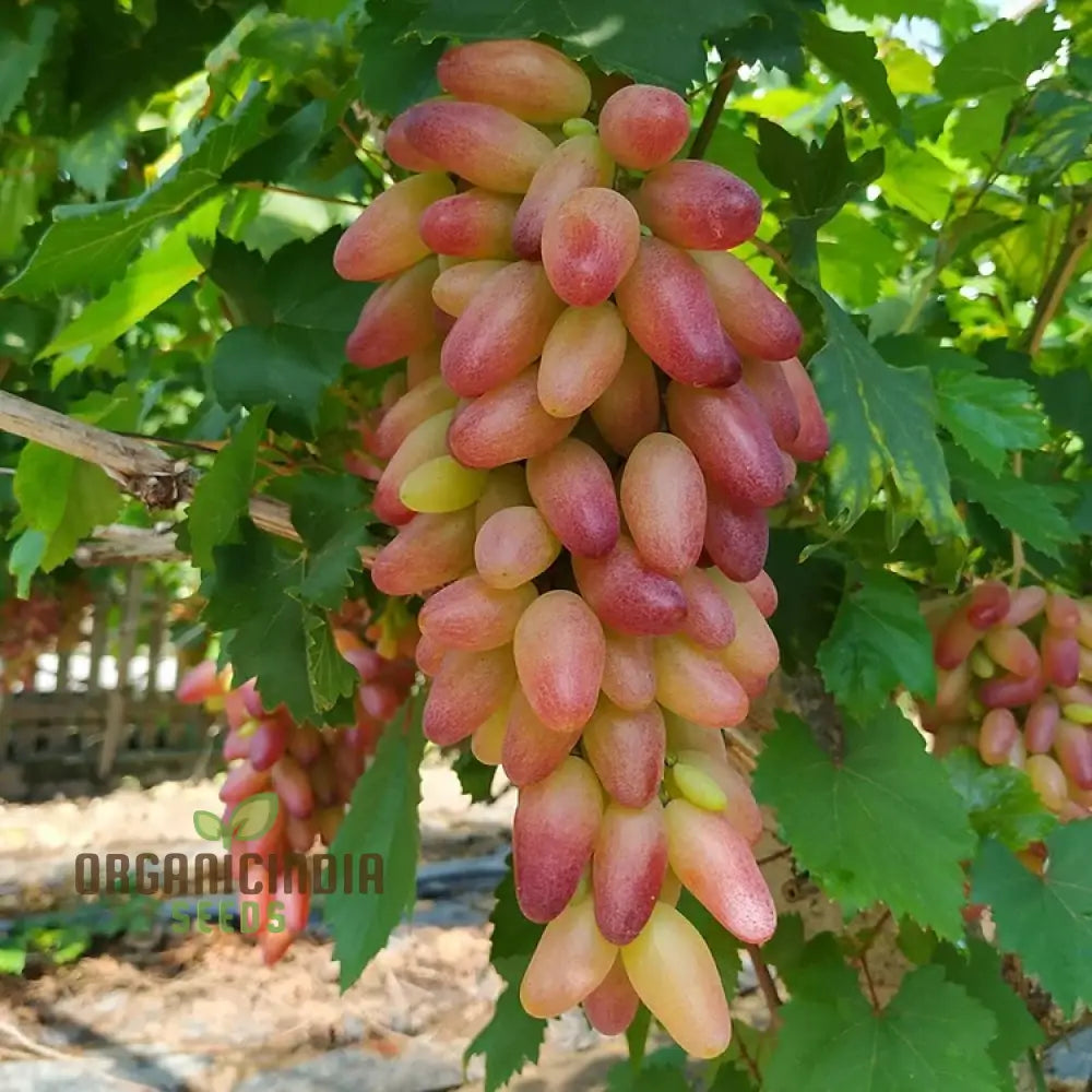 Fruitful Fingers And Flourishing Gardens With Manicure Finger Grape Seeds For Planting