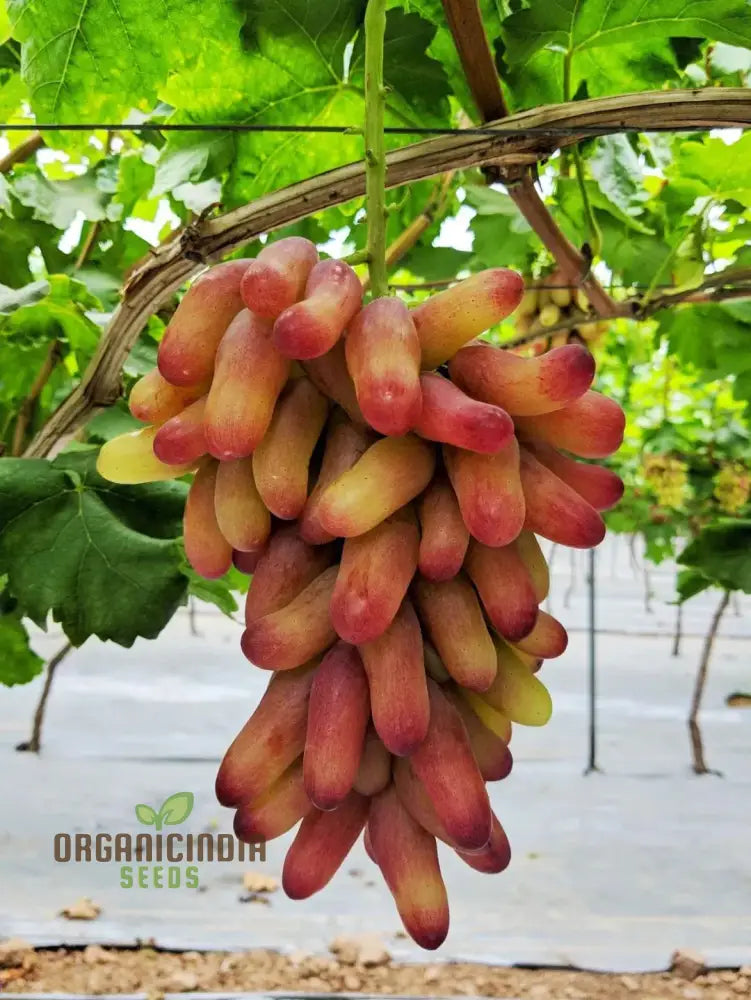 Fruitful Fingers And Flourishing Gardens With Manicure Finger Grape Seeds For Planting