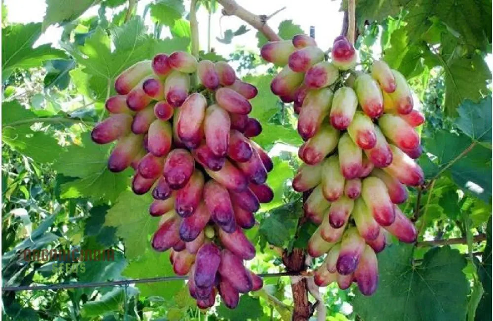 Fruitful Fingers And Flourishing Gardens With Manicure Finger Grape Seeds For Planting