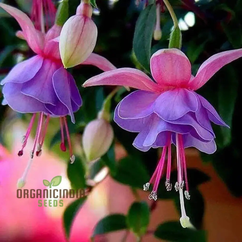 Fuchsia Astoria Flower Seeds Gardening & Planting High-Quality Organic For Vibrant Garden Beds And