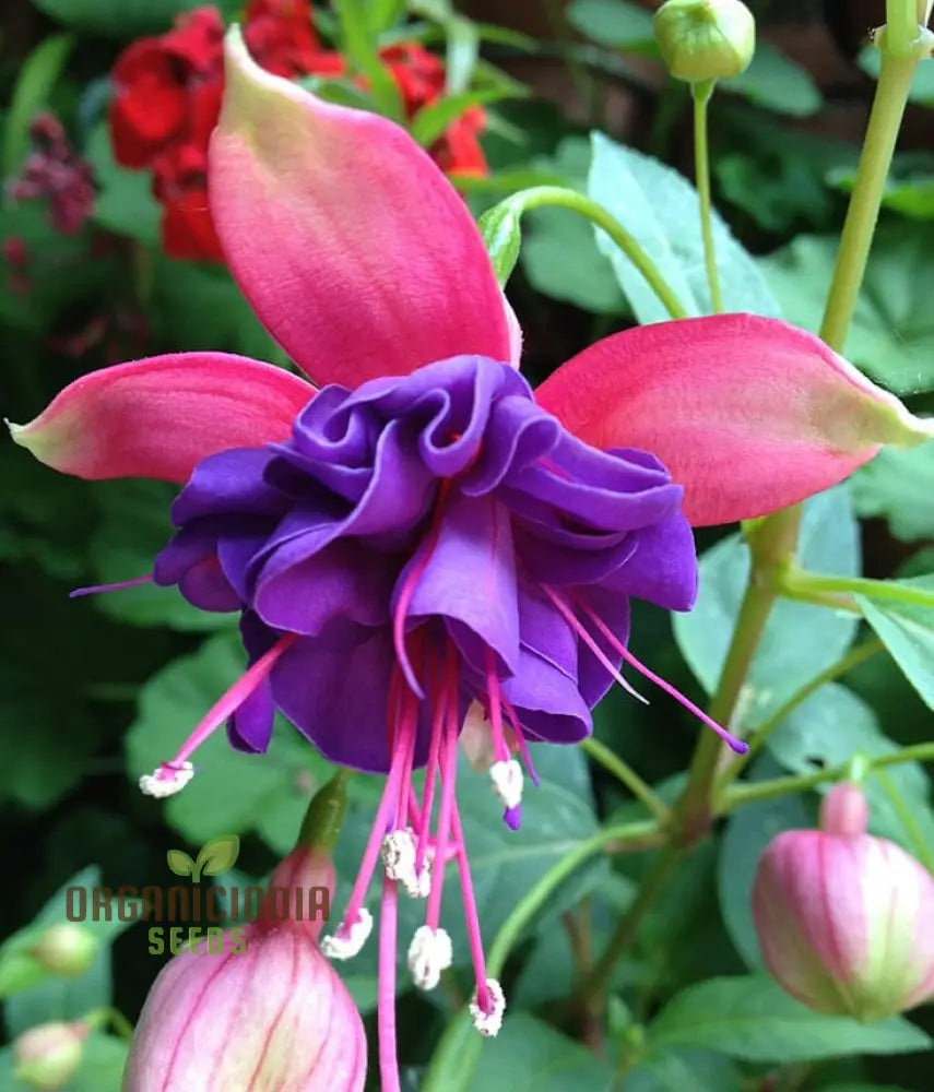 Fuchsia Astoria Flower Seeds Gardening & Planting High-Quality Organic For Vibrant Garden Beds And