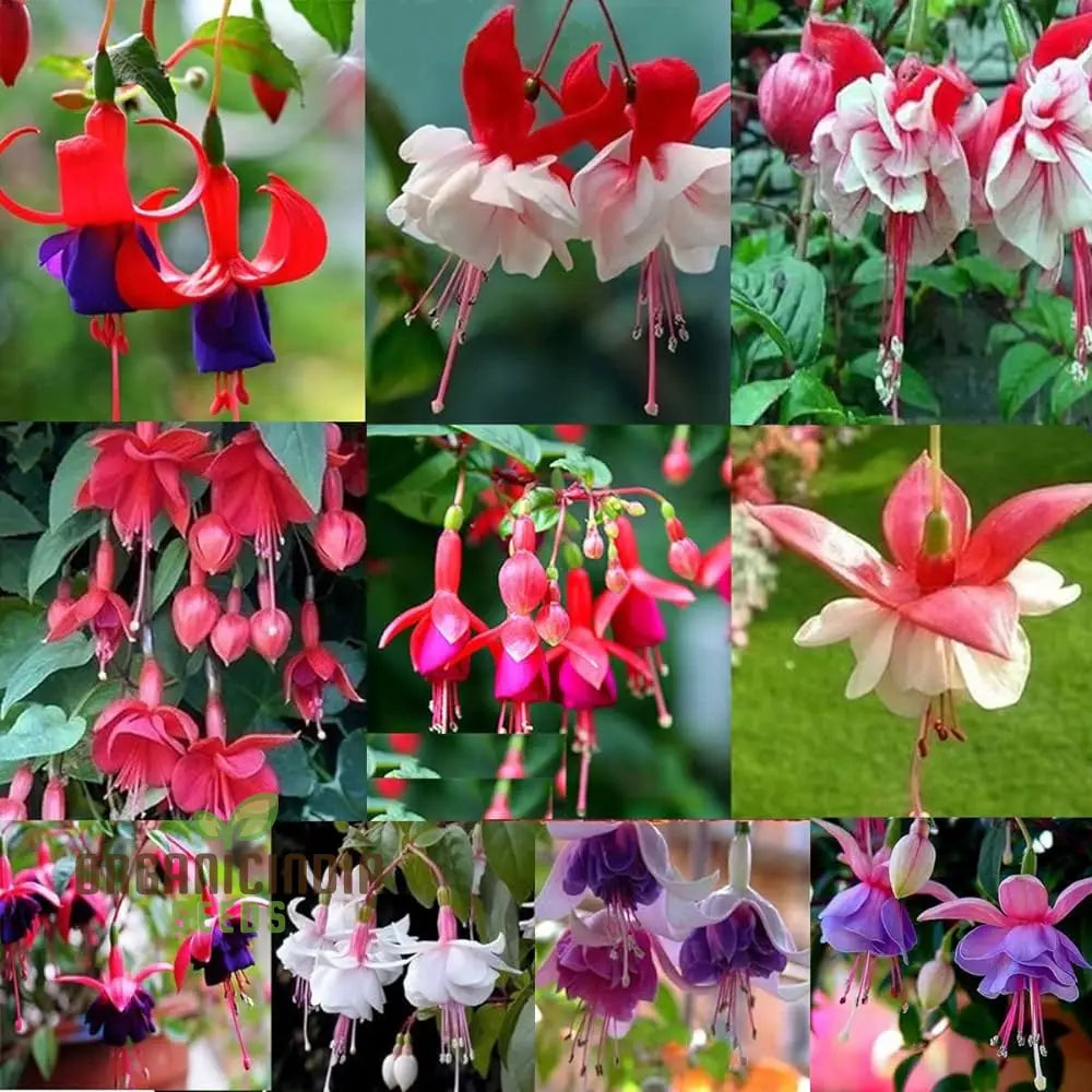 Fuchsia Astoria Flower Seeds Gardening & Planting High-Quality Organic For Vibrant Garden Beds And