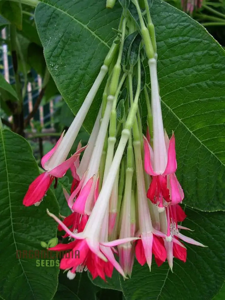 Fuchsia Boliviana â€™Whiteâ€™ Seeds - Exotic Planting Variety For Your Garden