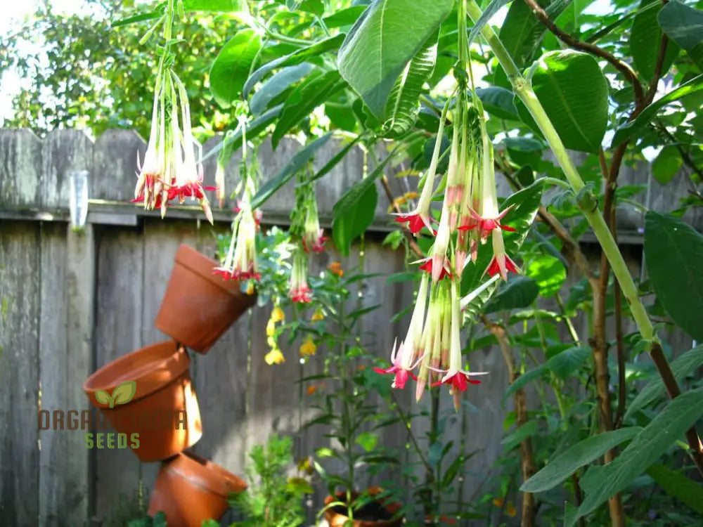 Fuchsia Boliviana â€™Whiteâ€™ Seeds - Exotic Planting Variety For Your Garden