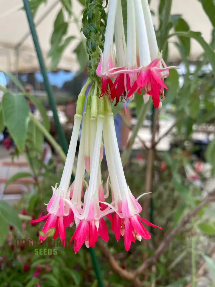 Fuchsia Boliviana â€™Whiteâ€™ Seeds - Exotic Planting Variety For Your Garden