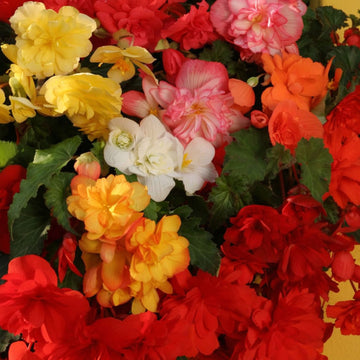 Begonia Tuberhybrida Chanson Mixed F1-Samen – Erweitern Sie Ihr Gartenerlebnis mit lebendigen, langlebigen Blumen!