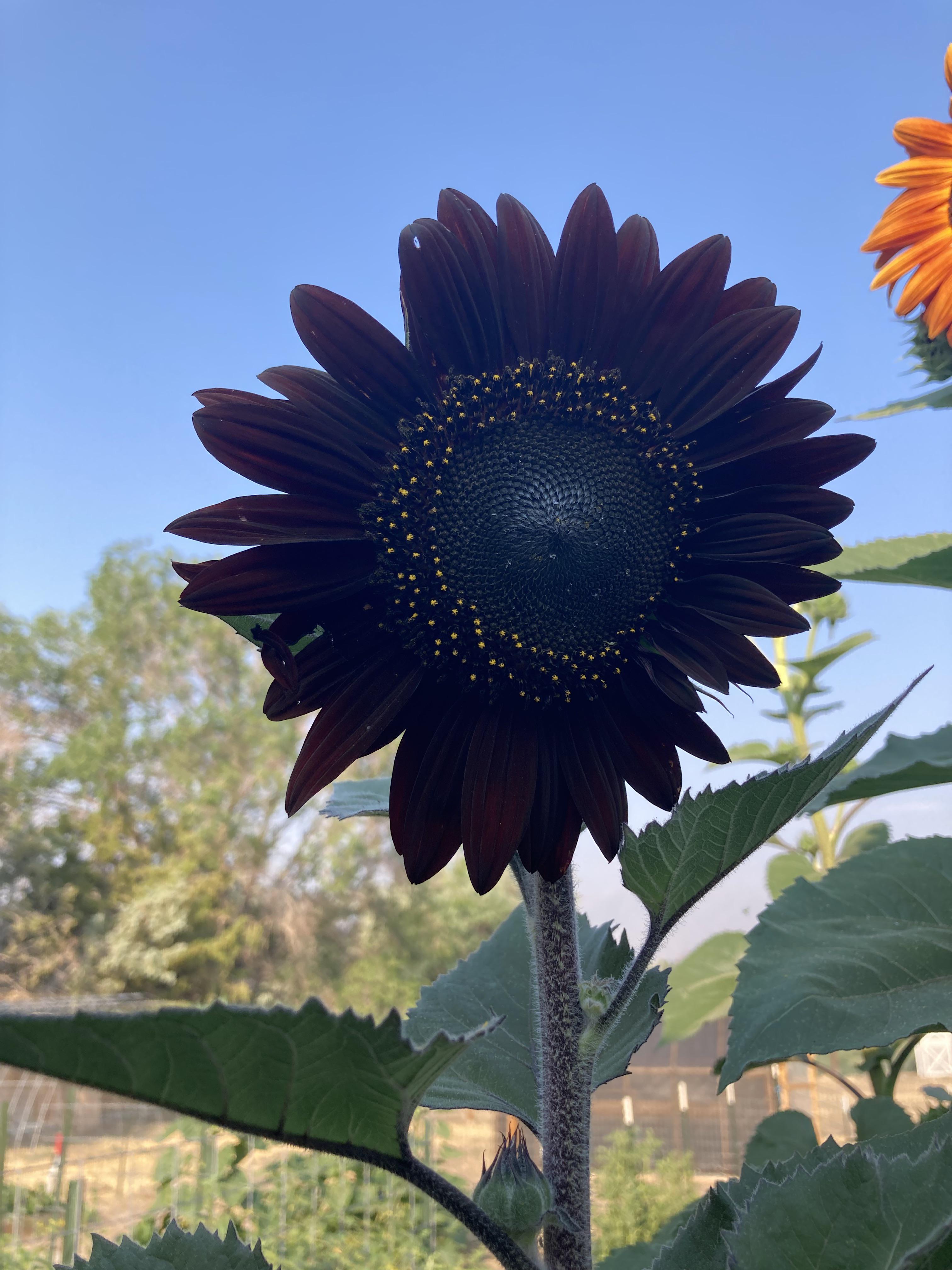 Frische tiefschwarze Sonnenblumenkerne zum Anpflanzen – Gartenwachstum für 50 Stück