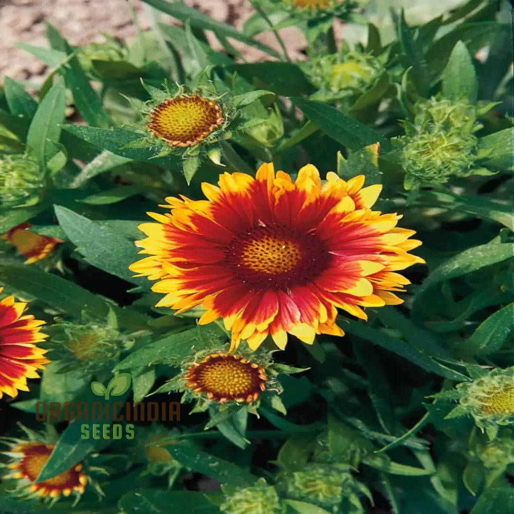 Gaillardia Arizona Sun Seeds – Elevate Your Gardening Experience With Vibrant Blooms And Endless