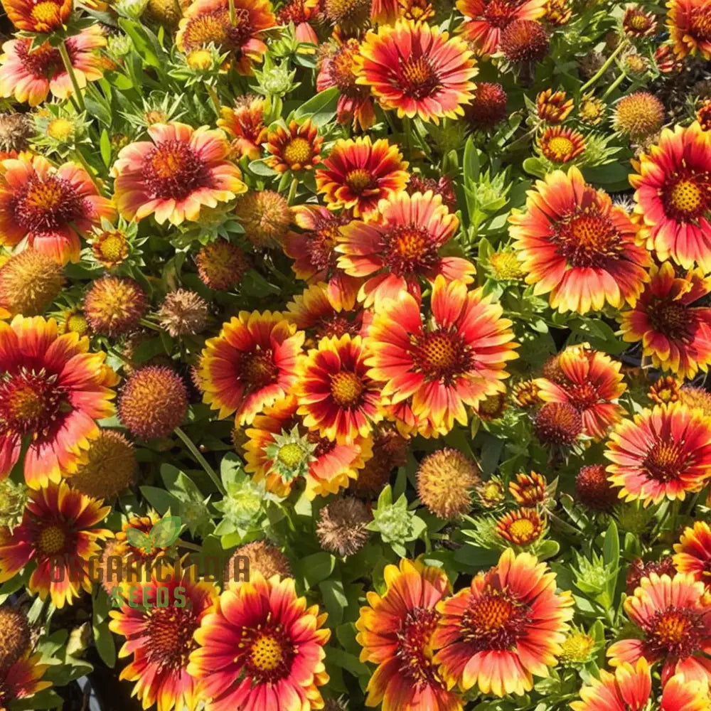 Gaillardia Arizona Sun Seeds – Elevate Your Gardening Experience With Vibrant Blooms And Endless