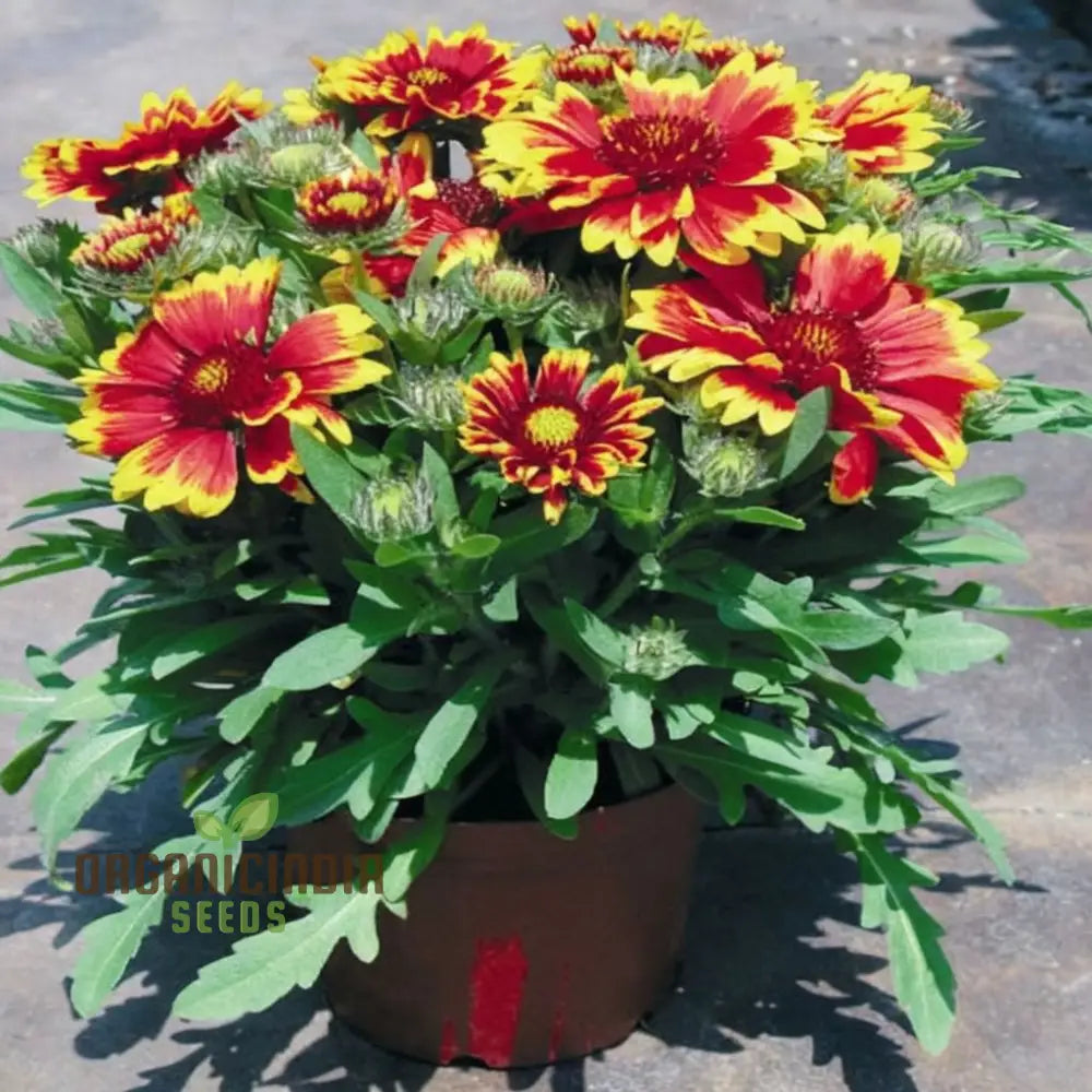 Gaillardia Arizona Sun Seeds – Elevate Your Gardening Experience With Vibrant Blooms And Endless