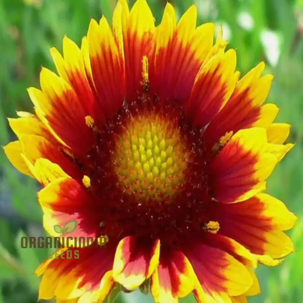 Gaillardia Arizona Sun Seeds – Elevate Your Gardening Experience With Vibrant Blooms And Endless