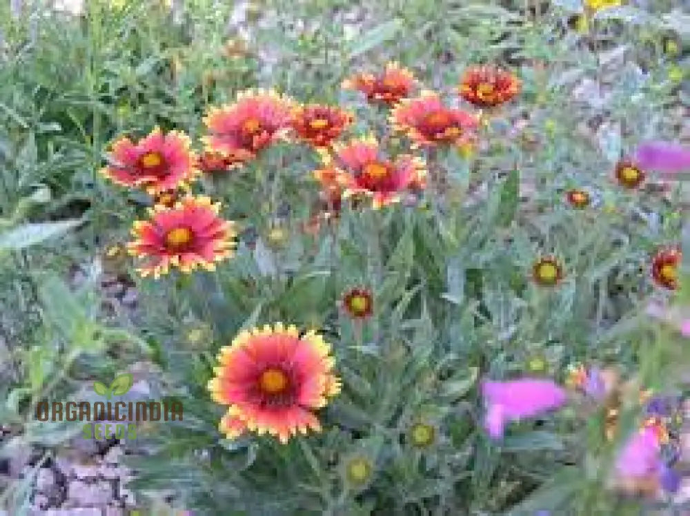 Gaillardia Goblin (Blanket Flower) Seeds - Vibrant Blooms For Your Garden | Gardening Essentials