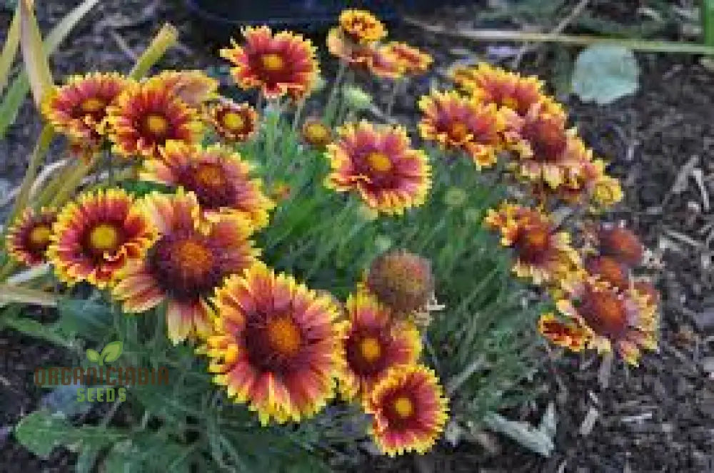 Gaillardia Goblin (Blanket Flower) Seeds - Vibrant Blooms For Your Garden | Gardening Essentials