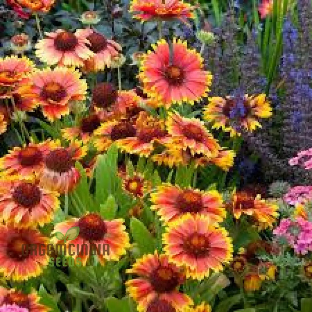 Gaillardia Goblin (Blanket Flower) Seeds - Vibrant Blooms For Your Garden | Gardening Essentials