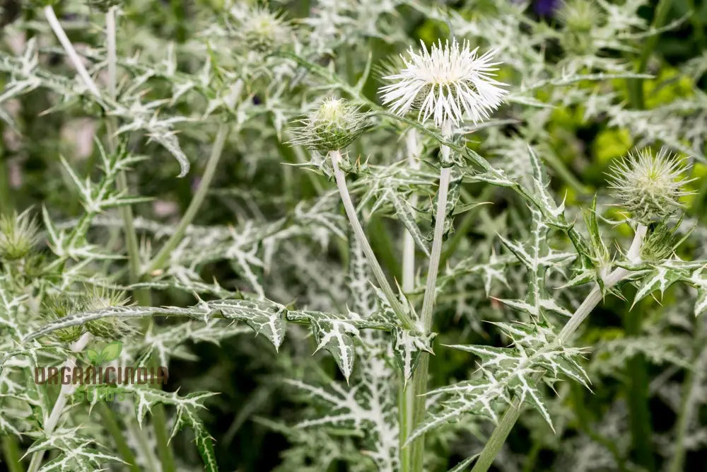 Galactites Tomentosa Alba Seeds - White Starry Flowers For Garden Borders And Rockeries Buy Now