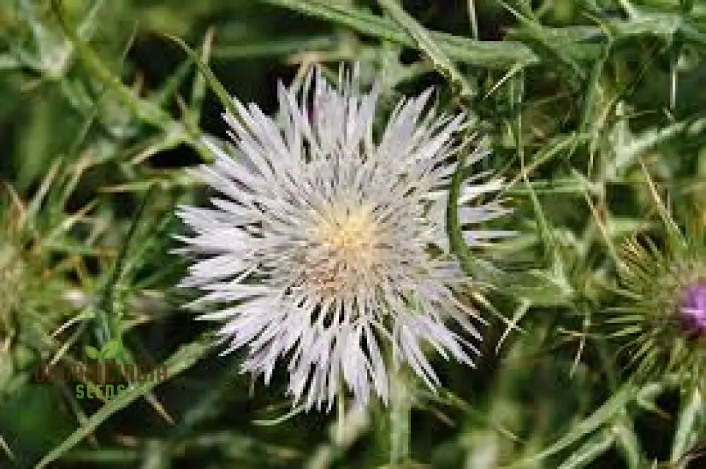 Galactites Tomentosa Alba Seeds - White Starry Flowers For Garden Borders And Rockeries Buy Now